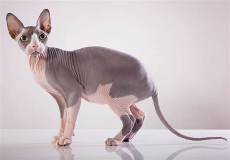 naken kat|Sphynx, naken katt – egenskaper och skötsel